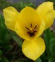 f_tulipe_jaune_light
